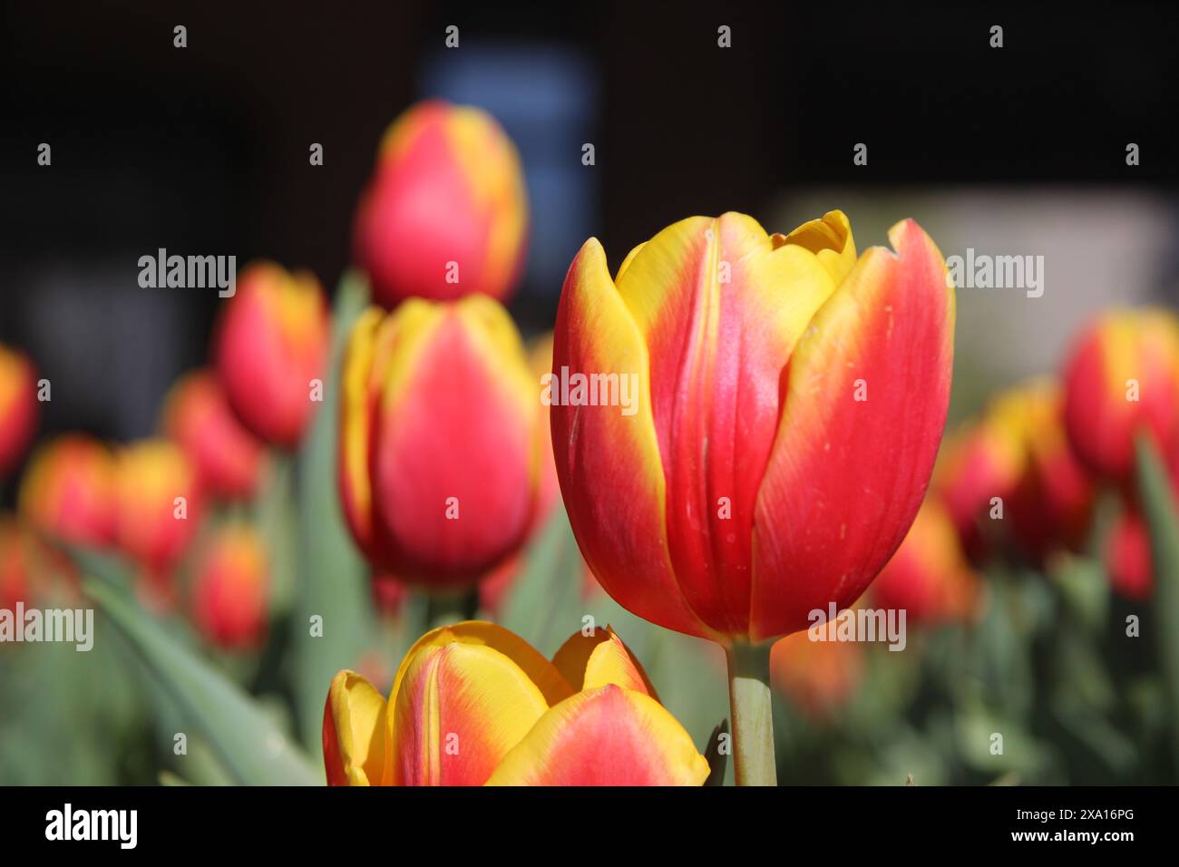 Un vivace campo di tulipani in piena fioritura, un colorato paesaggio primaverile sotto la luce del giorno Foto Stock