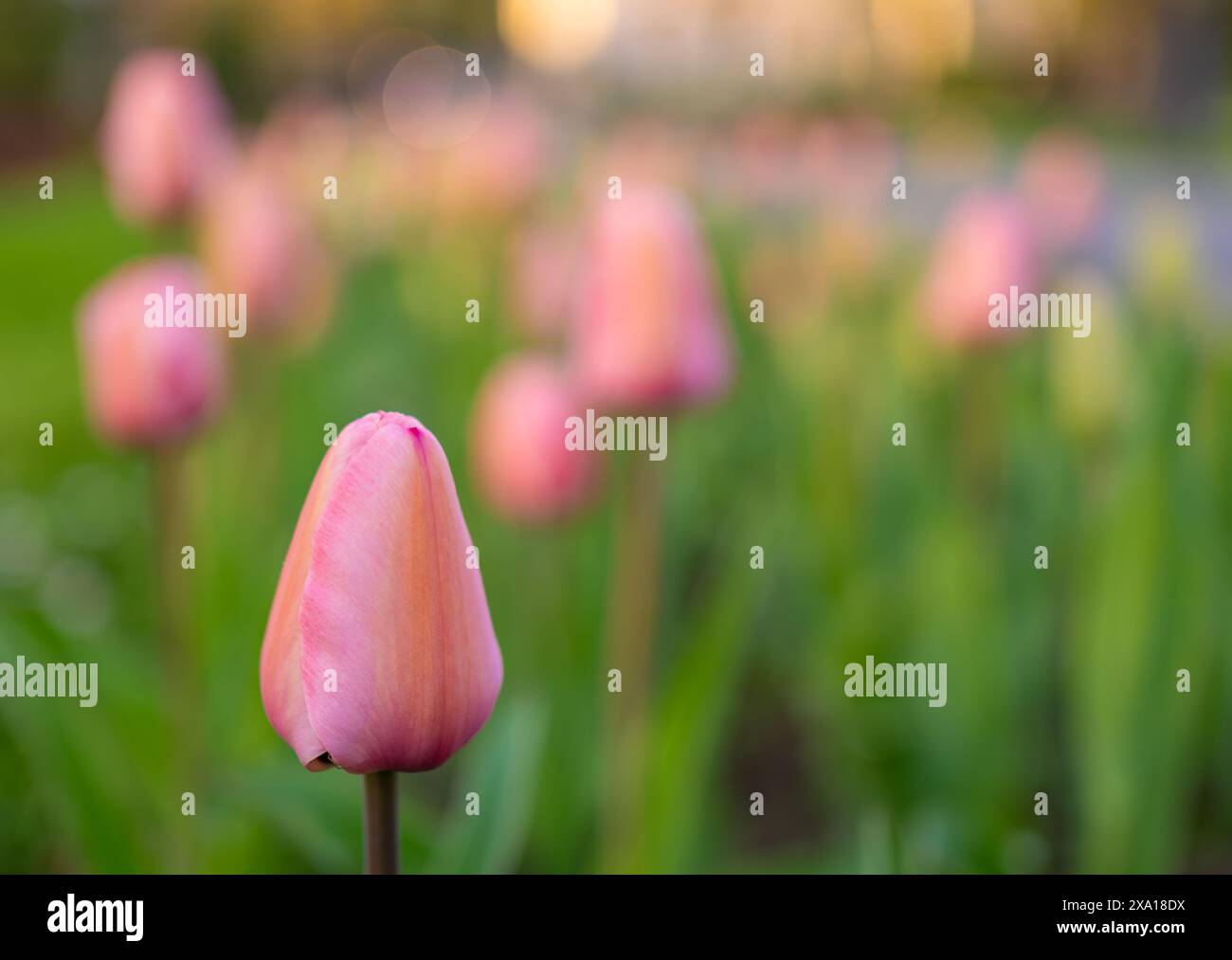 Piccoli fiori rosa in mezzo all'erba con alberi sullo sfondo Foto Stock