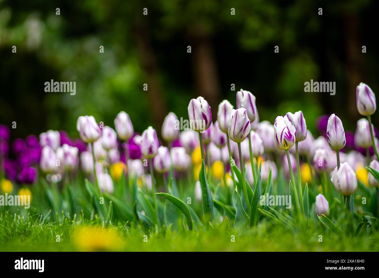 I tulipani sbocciano in un prato verde Foto Stock