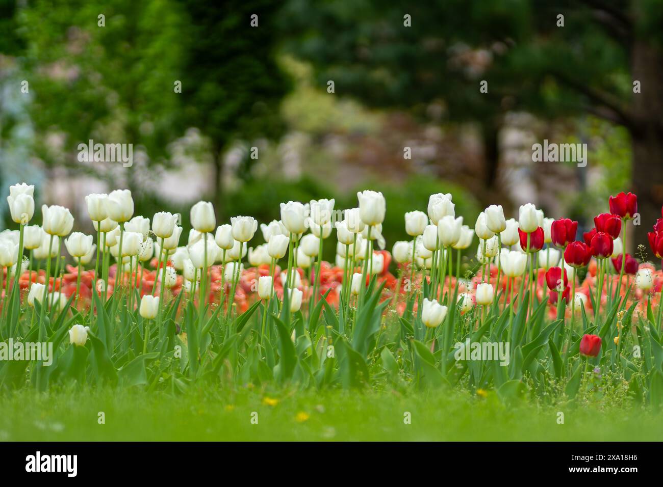 I tulipani sbocciano in un prato verde Foto Stock