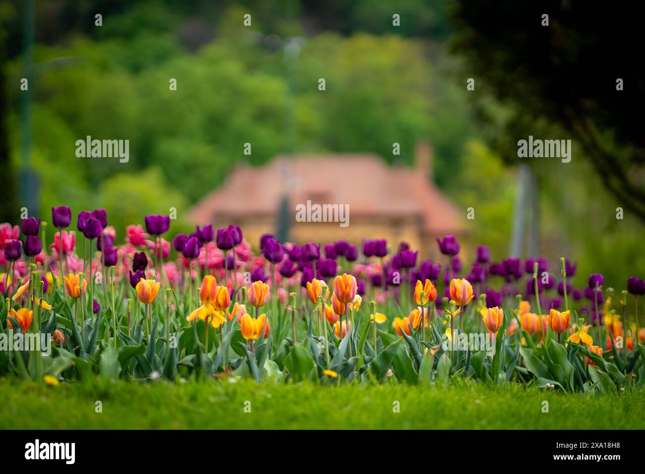 I tulipani sbocciano in un prato verde Foto Stock