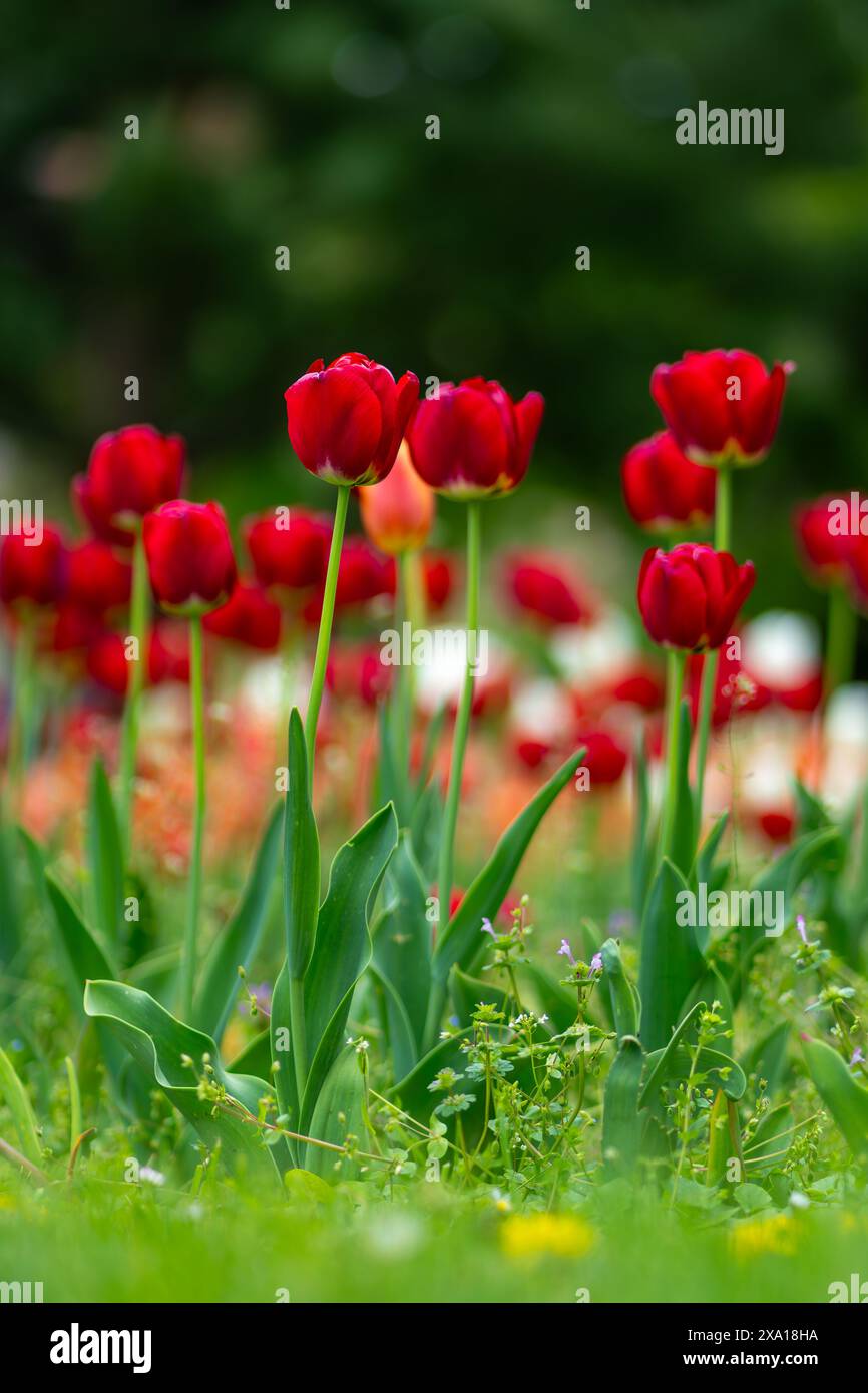 I tulipani sbocciano in un prato verde Foto Stock