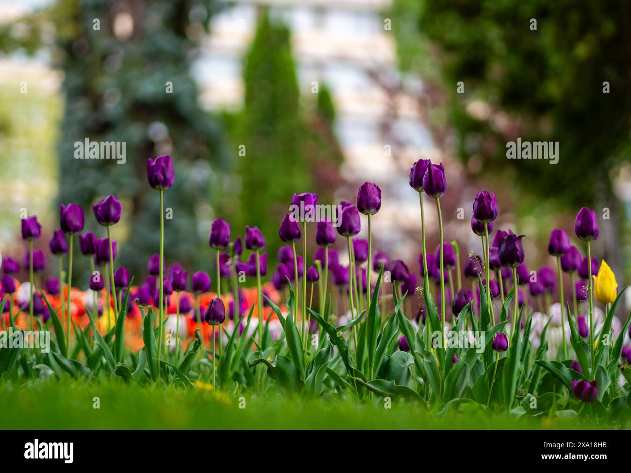 I tulipani sbocciano in un prato verde Foto Stock