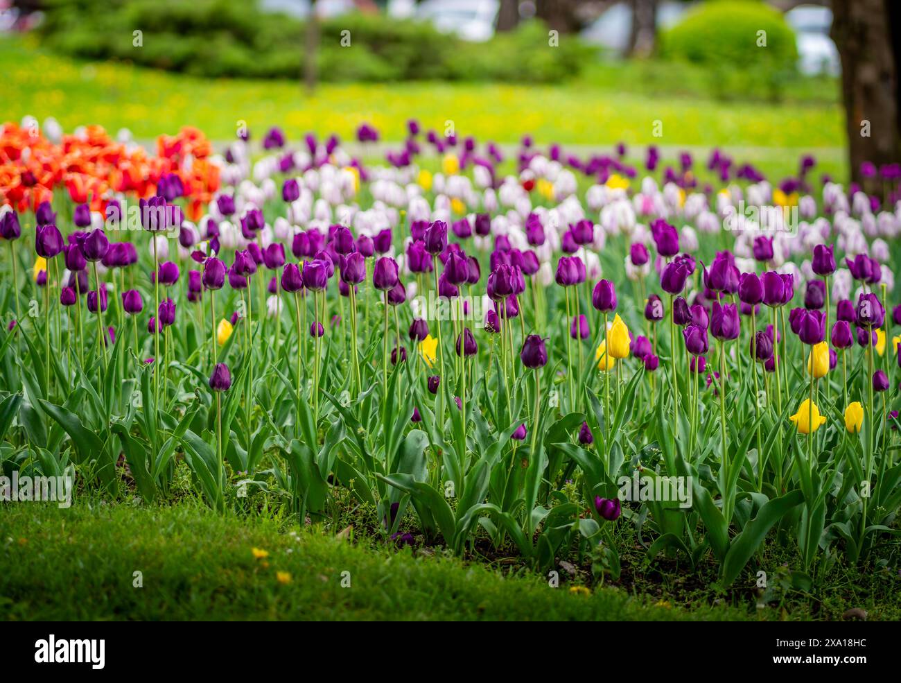 I tulipani sbocciano in un prato verde Foto Stock