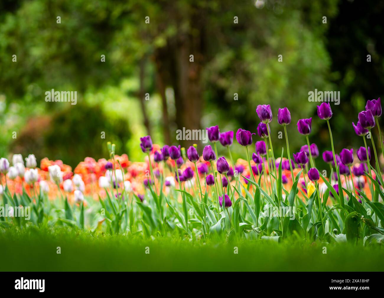 I tulipani sbocciano in un prato verde Foto Stock