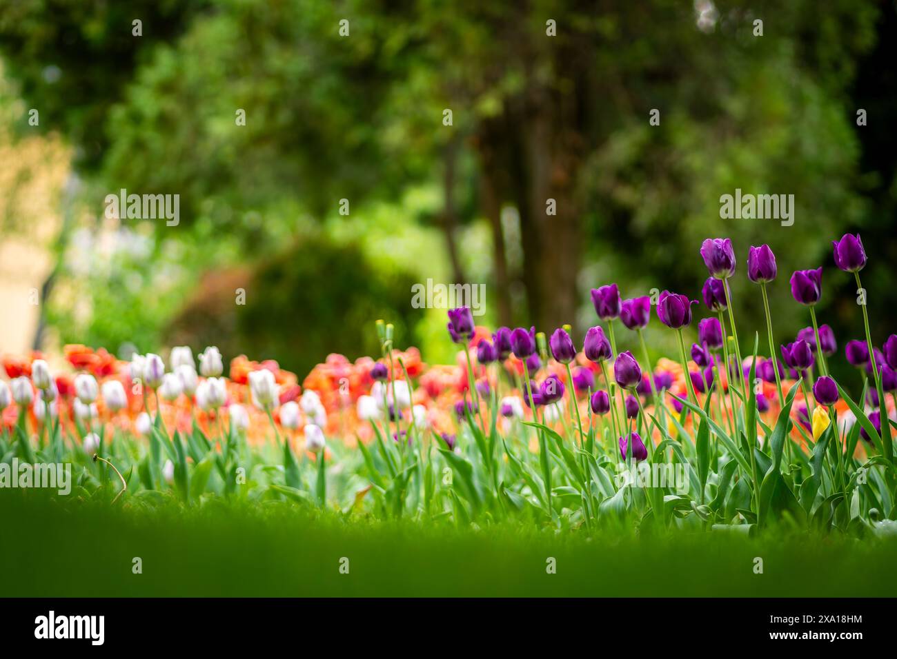 I tulipani sbocciano in un prato verde Foto Stock