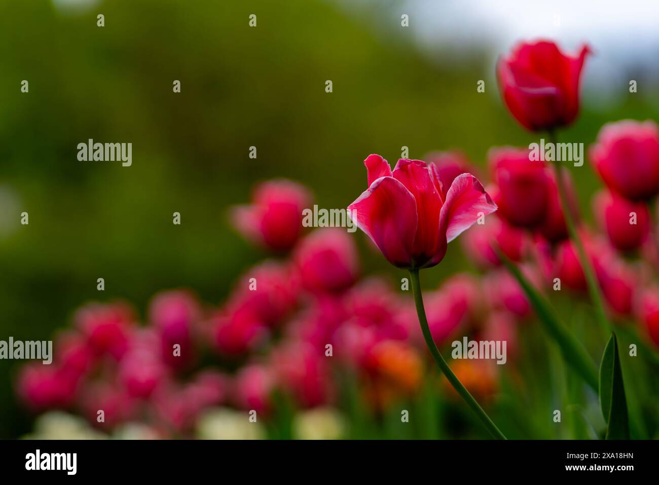 I tulipani sbocciano in un prato verde Foto Stock