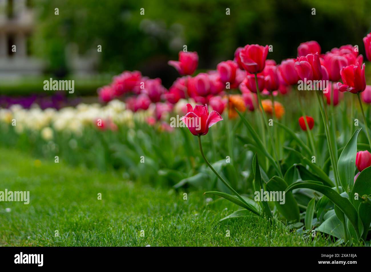 I tulipani sbocciano in un prato verde Foto Stock