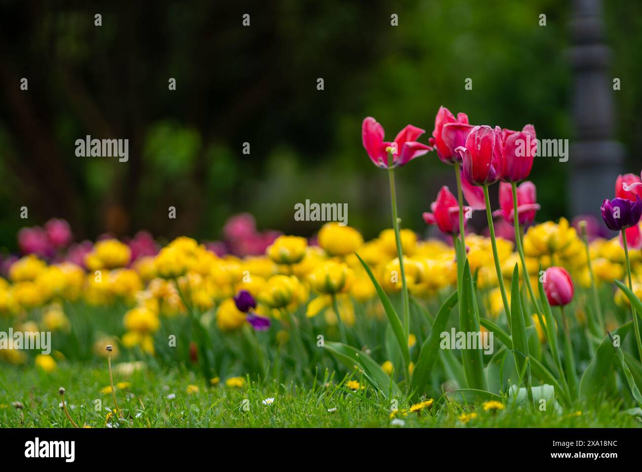I tulipani sbocciano in un prato verde Foto Stock
