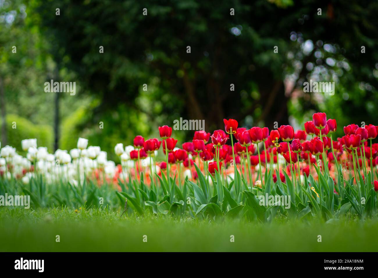 I tulipani sbocciano in un prato verde Foto Stock