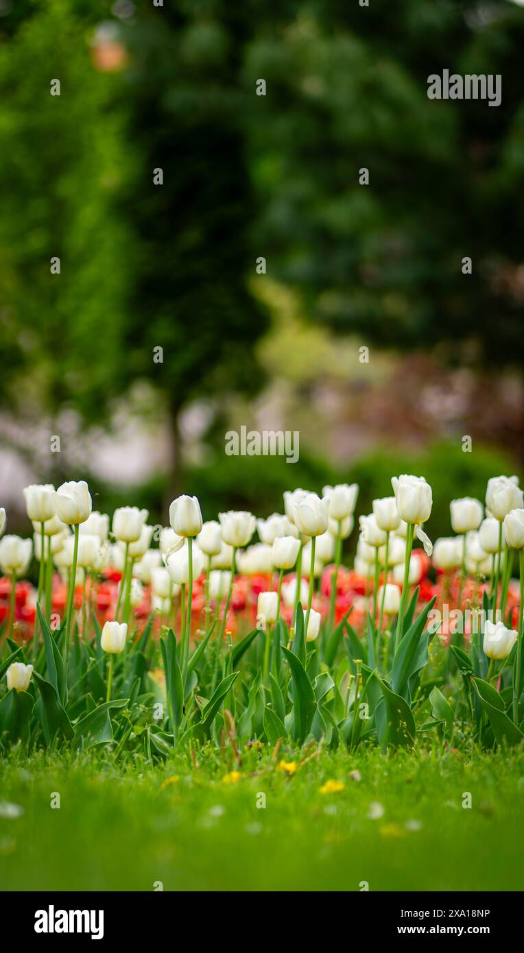 I tulipani sbocciano in un prato verde Foto Stock