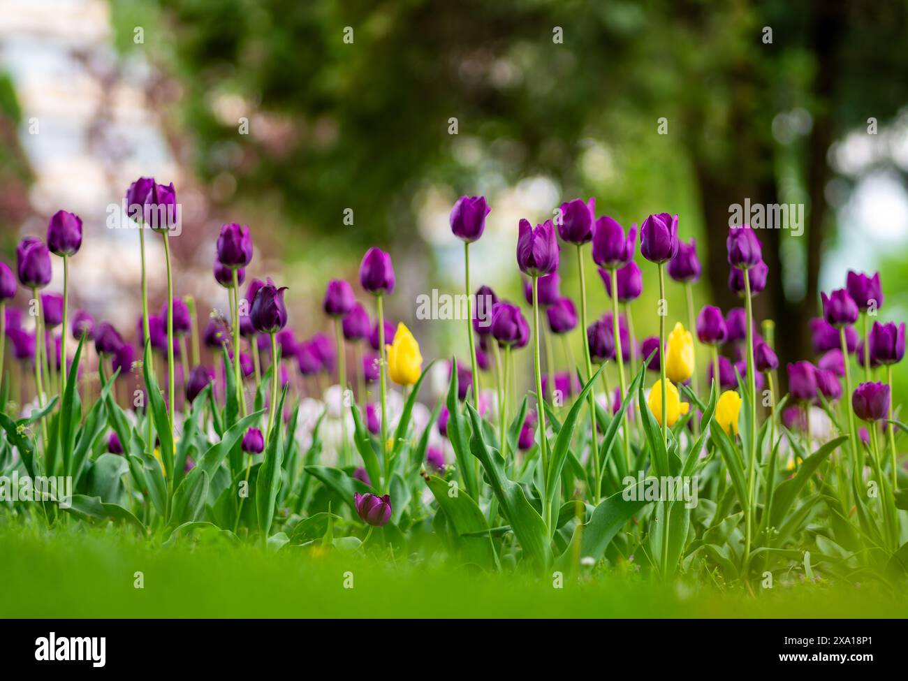 I tulipani sbocciano in un prato verde Foto Stock