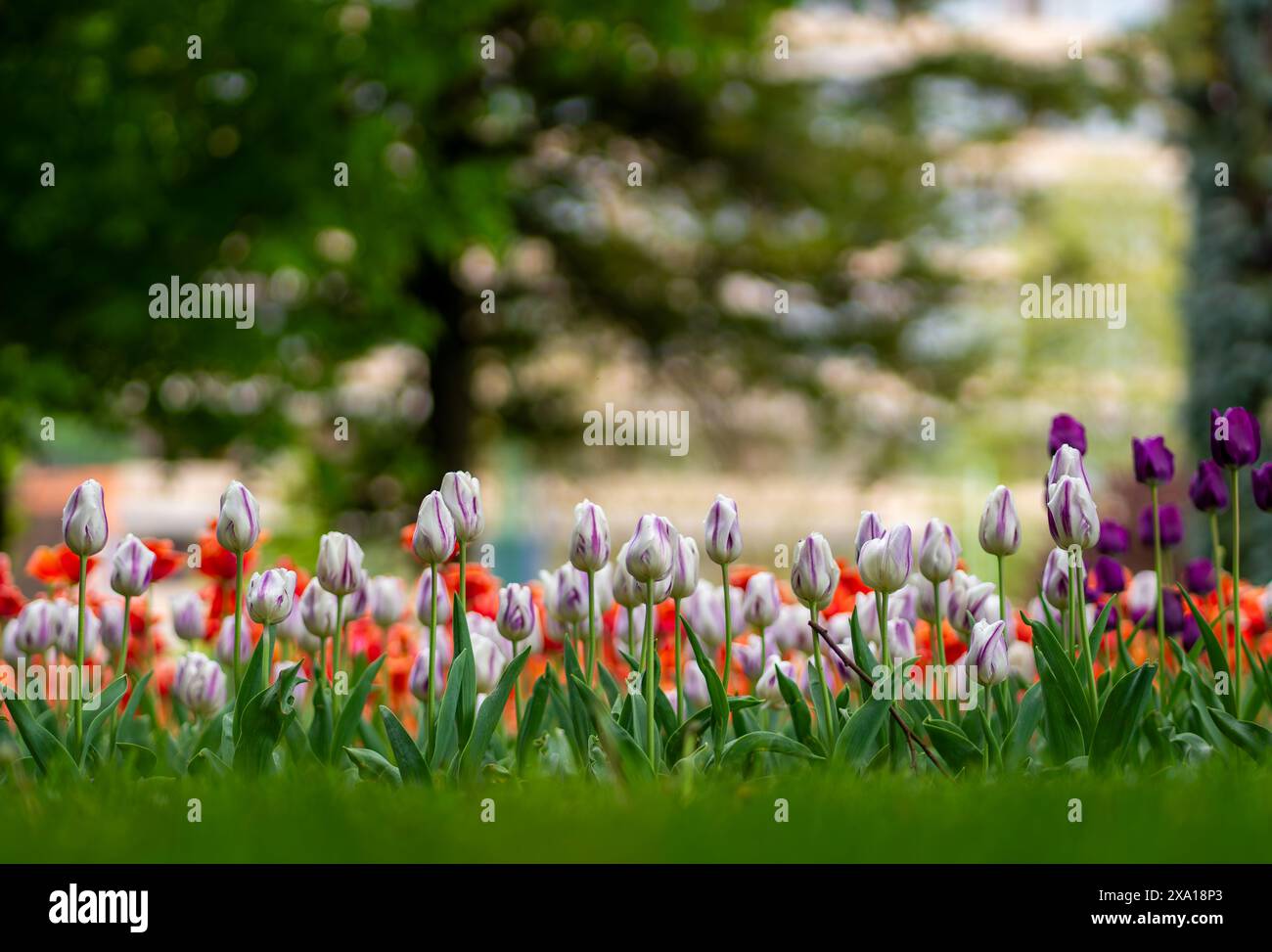 I tulipani sbocciano in un prato verde Foto Stock