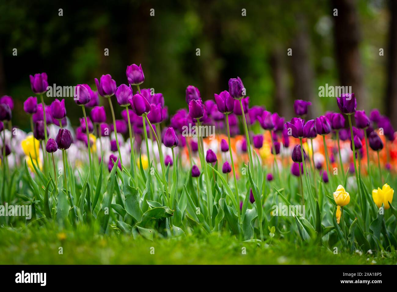 I tulipani sbocciano in un prato verde Foto Stock