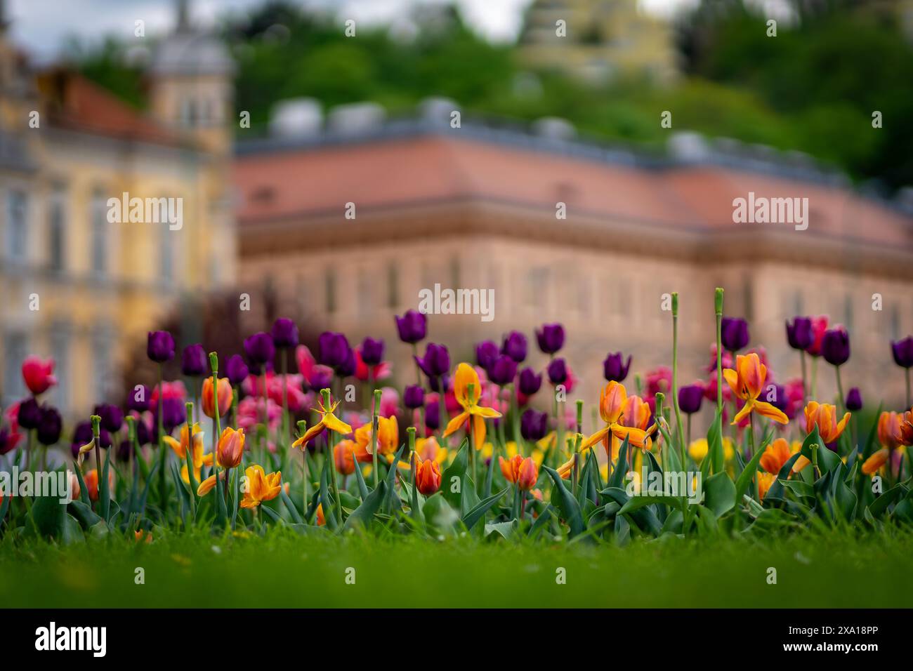 I tulipani sbocciano in un prato verde Foto Stock