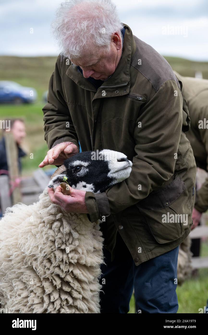 Mostra le pecore di Swaledale al Tan Hill Spring Show 2024. Foto Stock