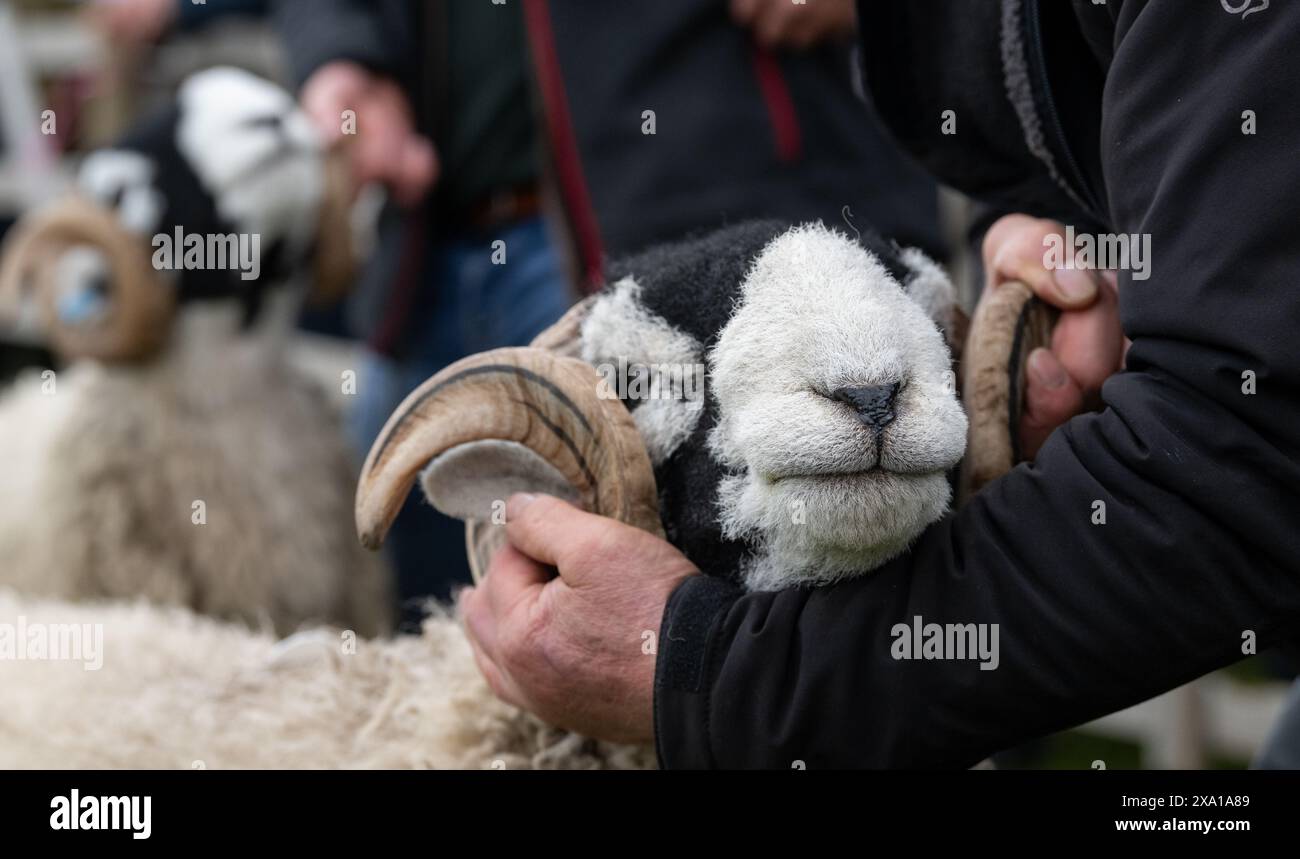 Mostra le pecore di Swaledale al Tan Hill Spring Show 2024. Foto Stock