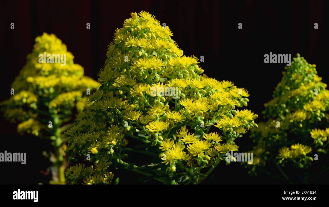 Diversi fiori gialli in vasi trasparenti su un piano portapaziente Foto Stock