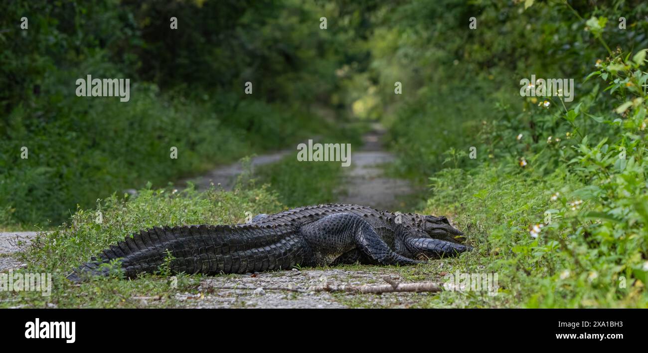 Un alligatore si trova accanto a una strada sterrata Foto Stock