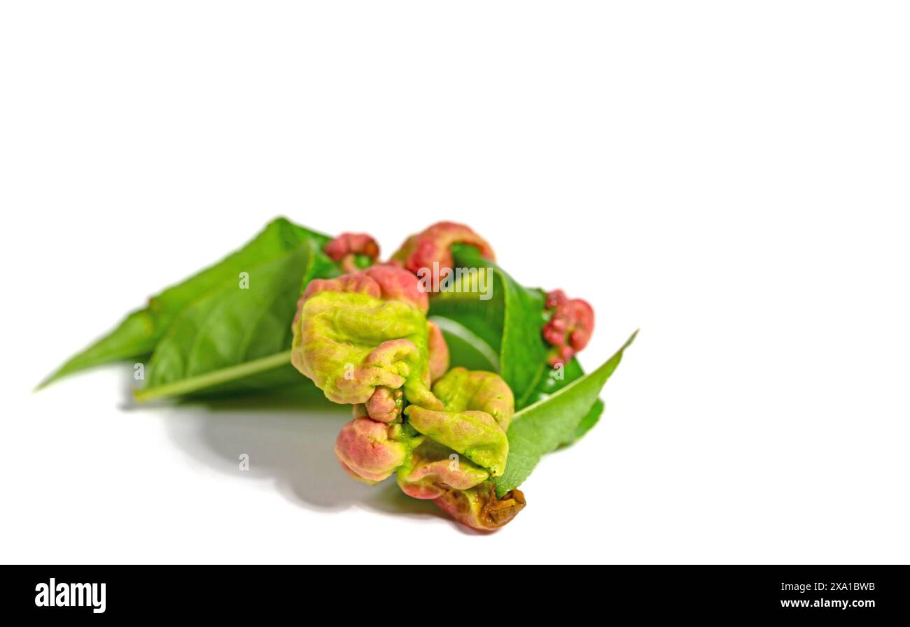 Modello di danno della malattia del ricciolo sull'albero di pesca Foto Stock