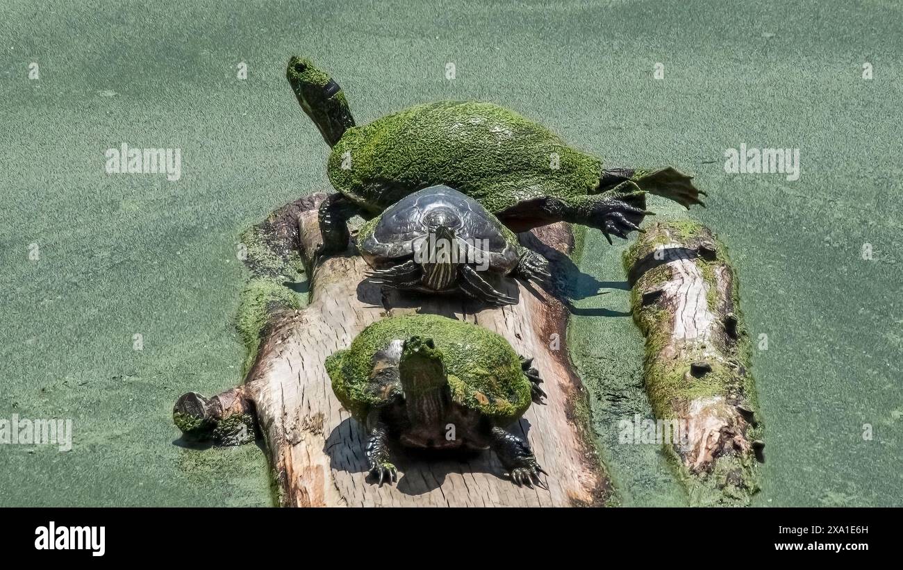 Effetti del cambiamento climatico su tre tartarughe rosse di Terrapina (Trachemys scripta elegans) durante una fioritura di alghe. Long Island, New York USA Foto Stock
