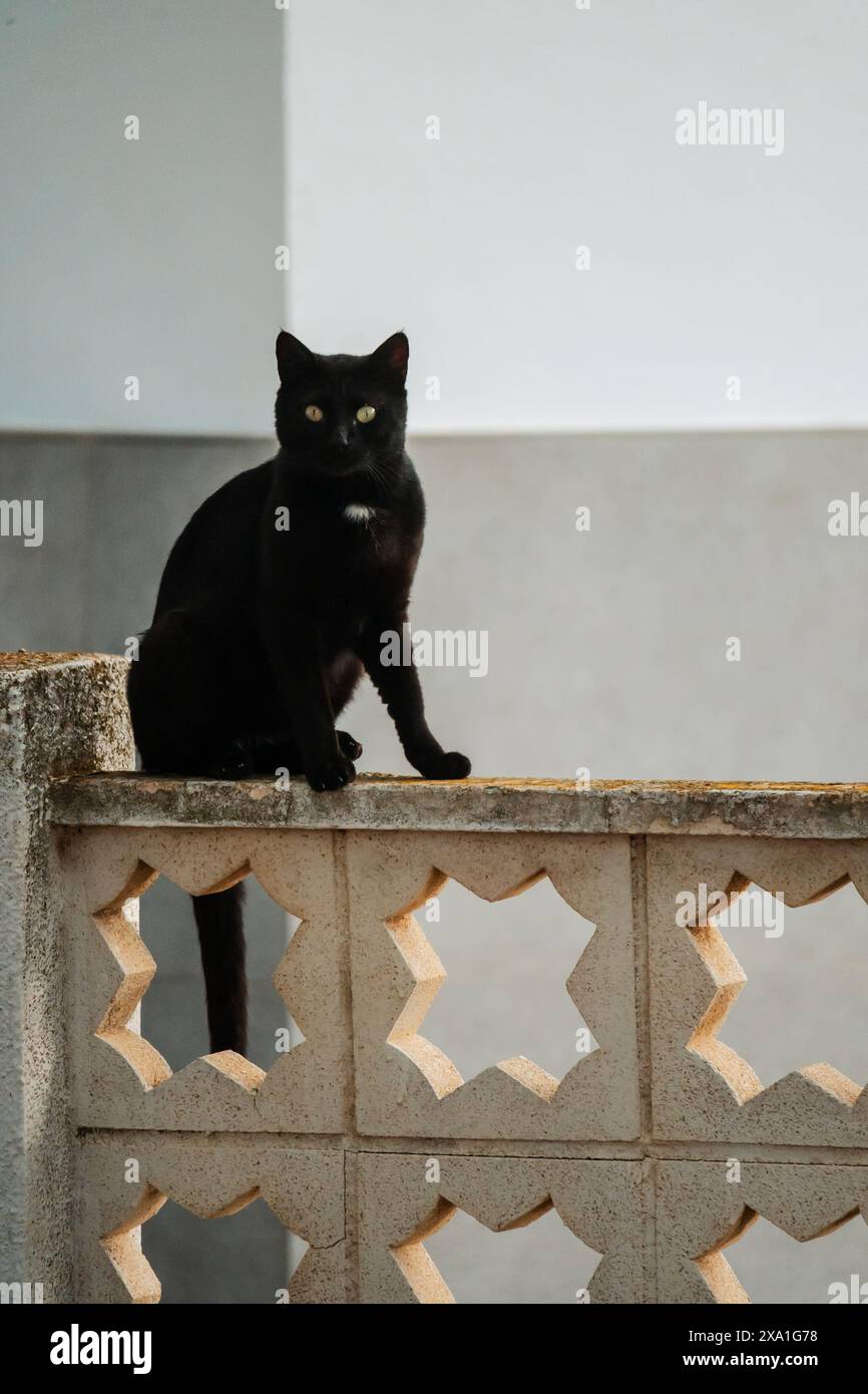Gatto nero sul recinto della casa Foto Stock