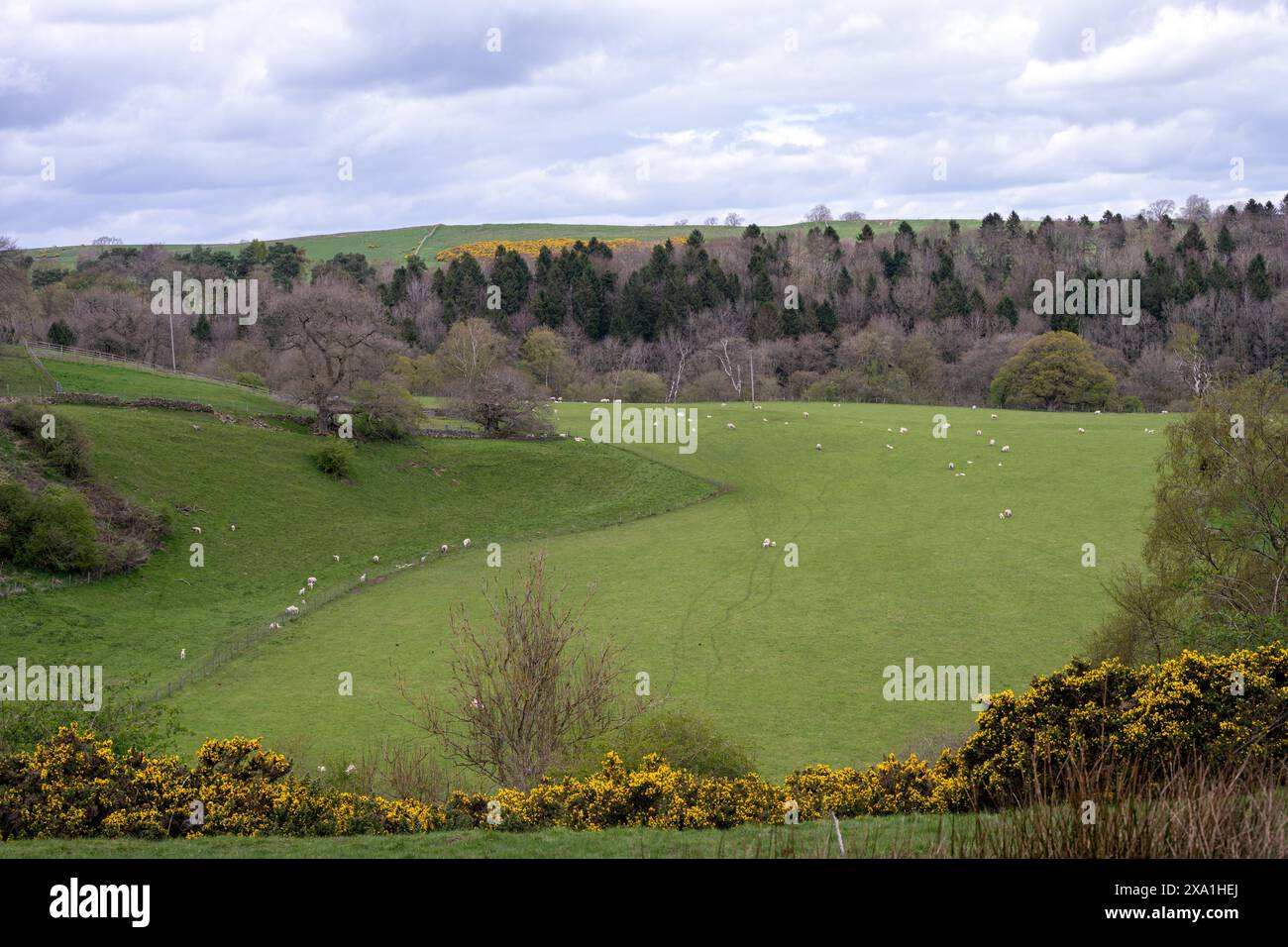 Camminando nella contea di Durham in un giorno nuvoloso, primaverile. Campi con pecore e agnelli. Foto Stock