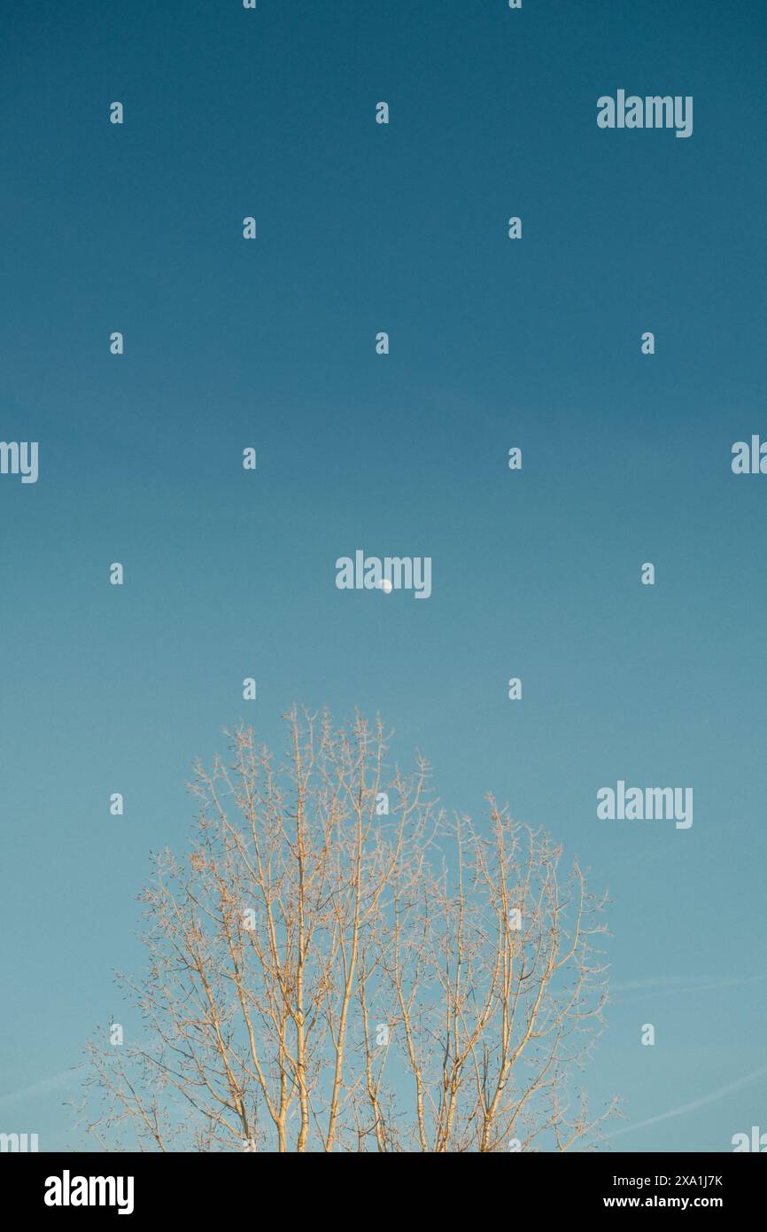 Una sagoma di albero sullo sfondo della luna Foto Stock