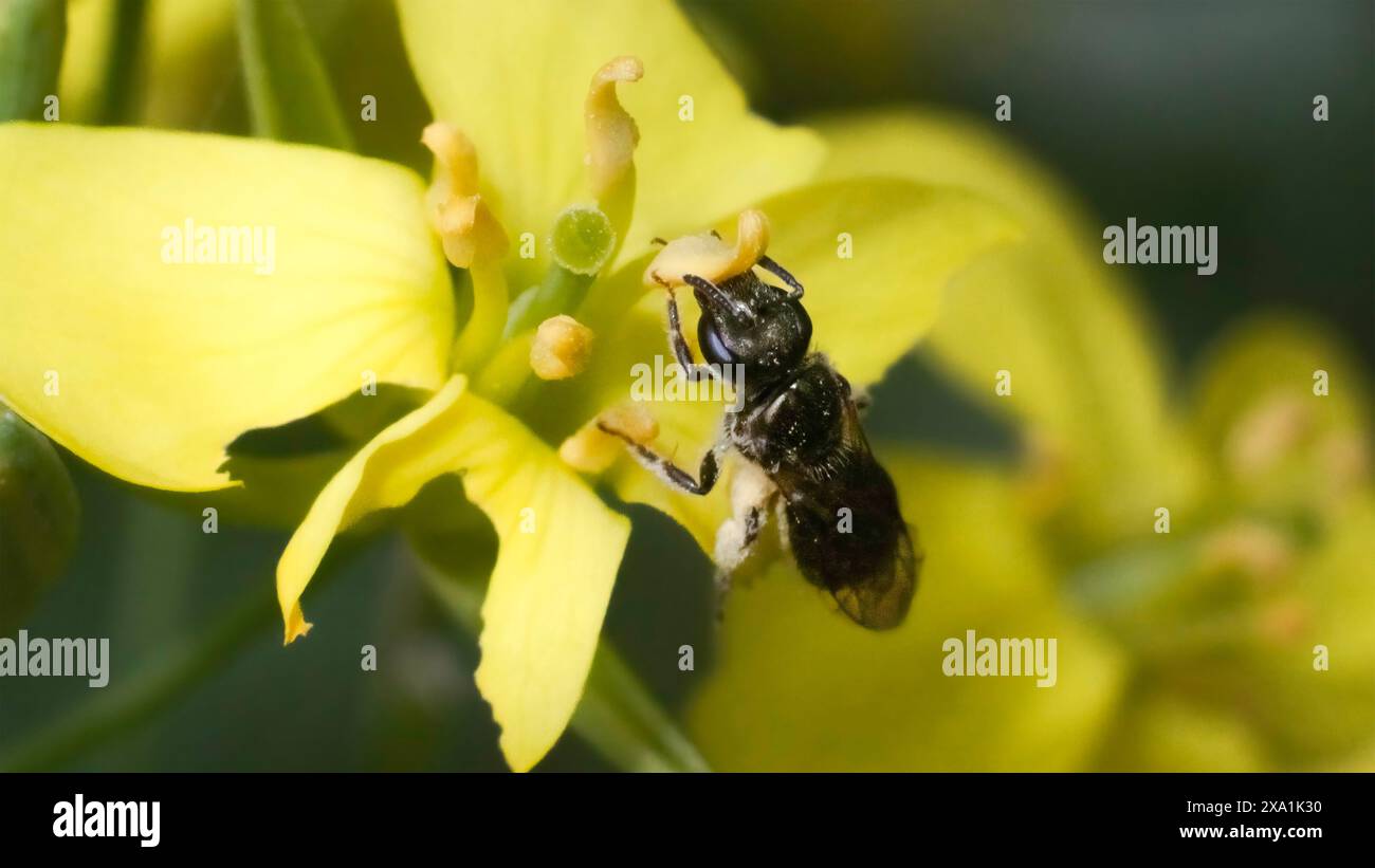 Primo piano di una piccolissima ape metallica Lassiglossum Halictidae che impollina un fiore verde del colletto giallo imbullonato. Long Island, New York, Stati Uniti Foto Stock