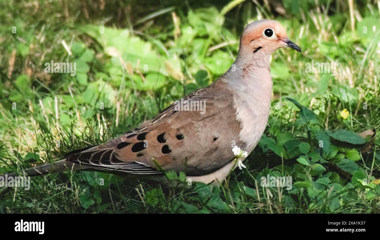 Una bellissima colomba rosa pesca che piange dove Zenaida macroura per raccogliere semi nell'erba ombreggiata. Long Island, New York, Stati Uniti Foto Stock