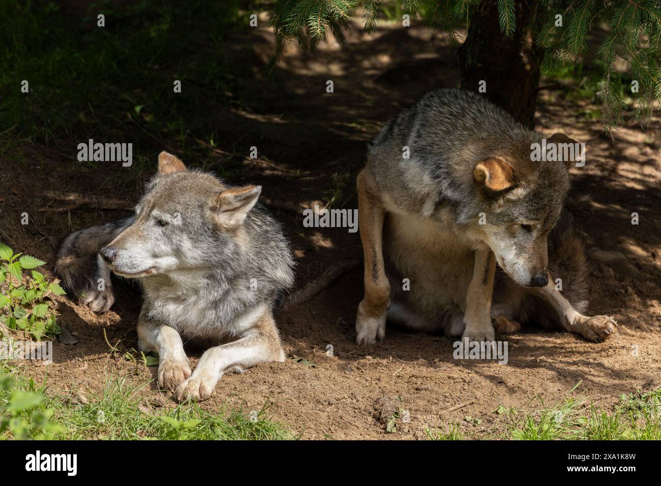 Due lupi grigi che riposano insieme all'ombra Foto Stock