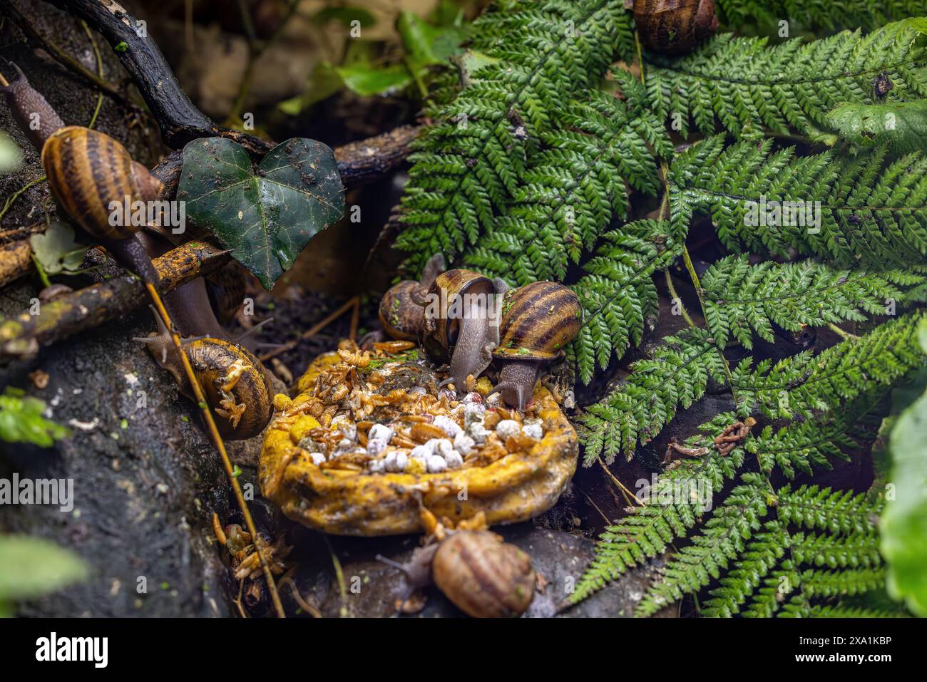 Uccelli e lumache banchettano con cibo in un cestino della foresta Foto Stock