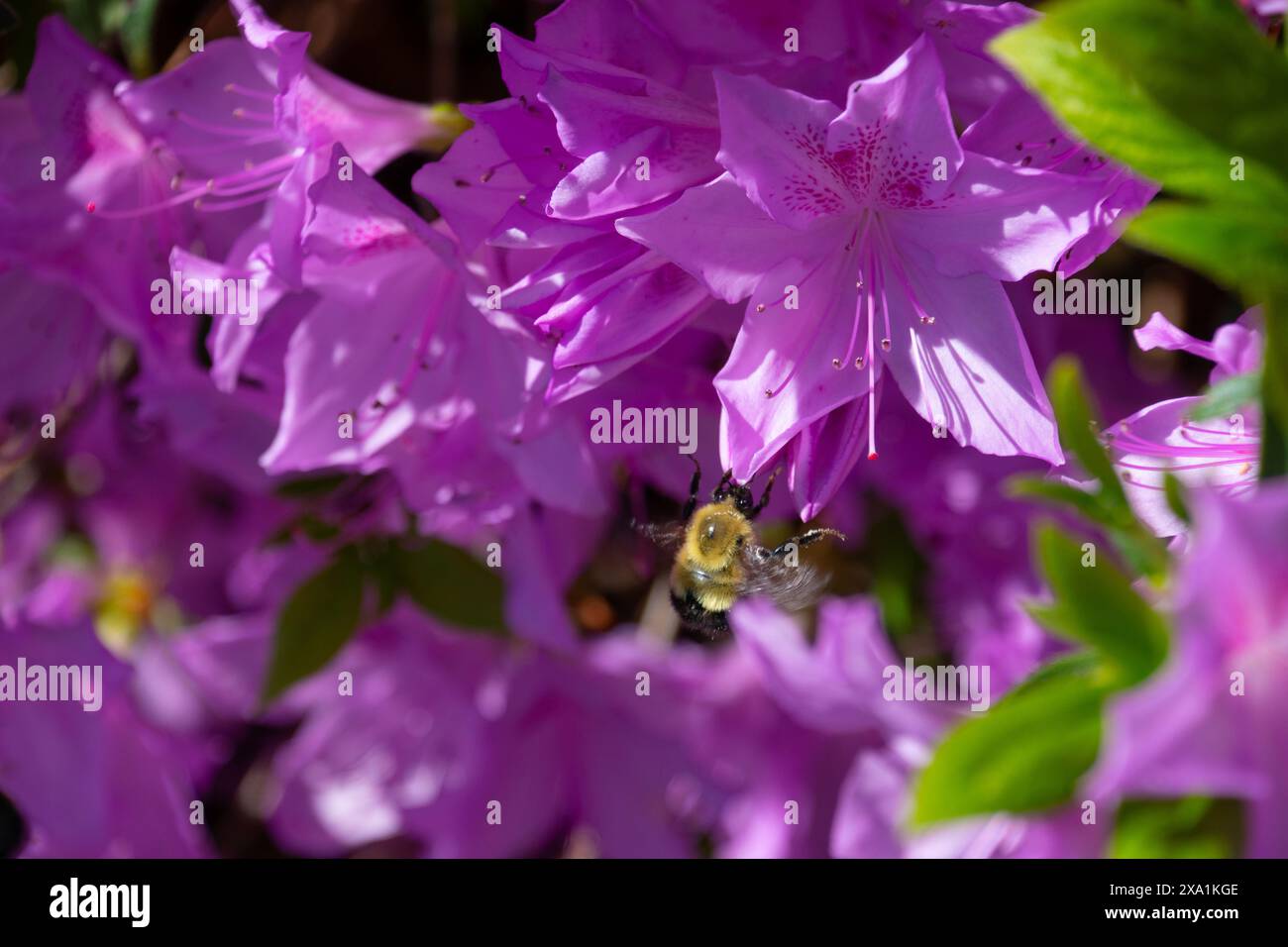 Un primo piano di fiori viola di Rododendro che fioriscono in un giardino Foto Stock