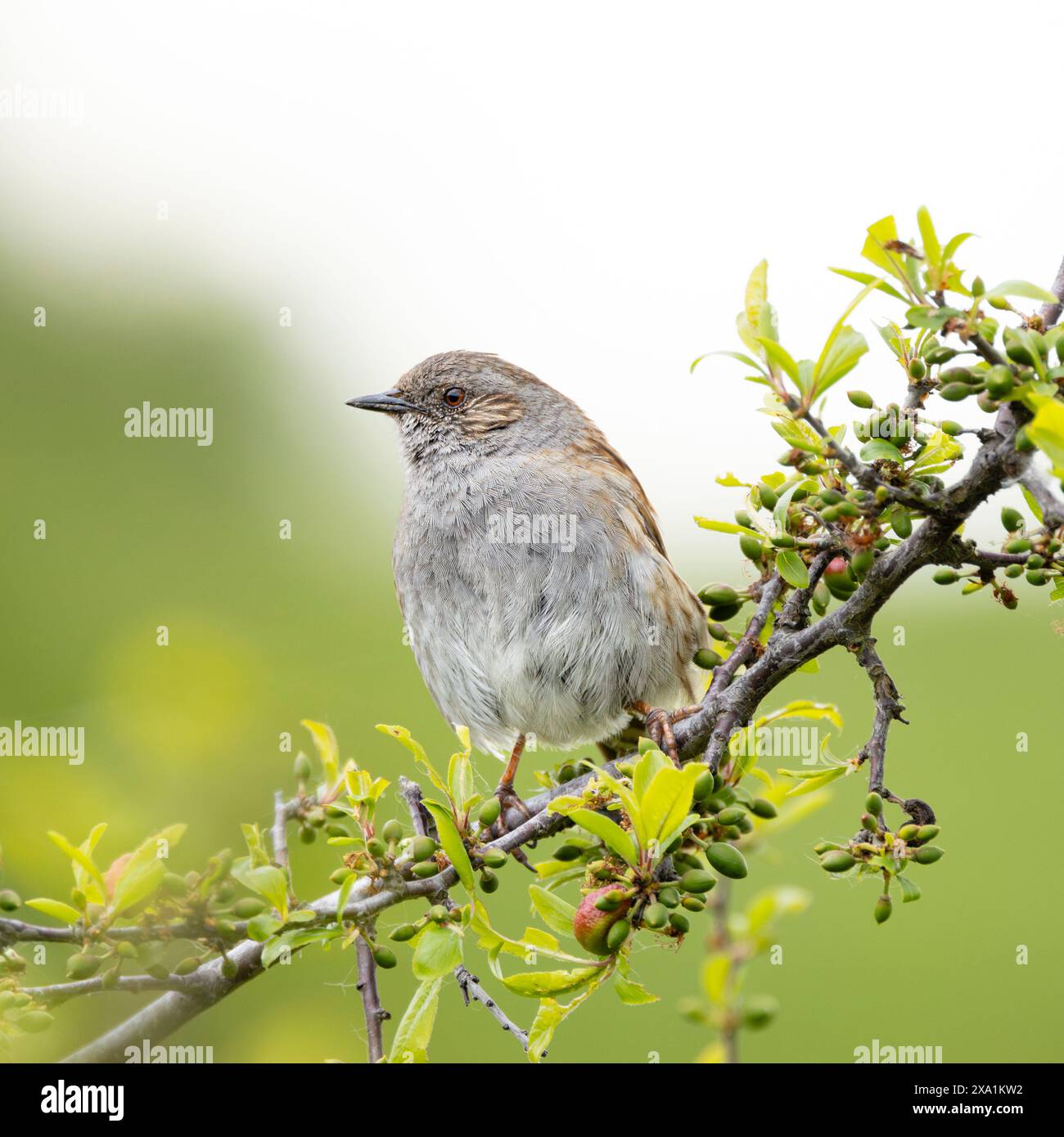 Un Dunnock arroccato su un ramo d'albero con foglie sullo sfondo Foto Stock