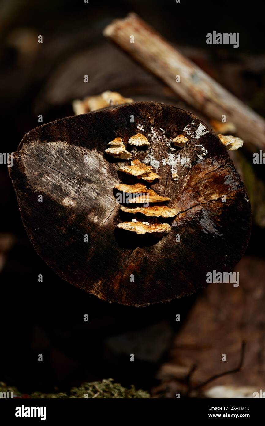 Fungo marrone su superficie di legno Foto Stock