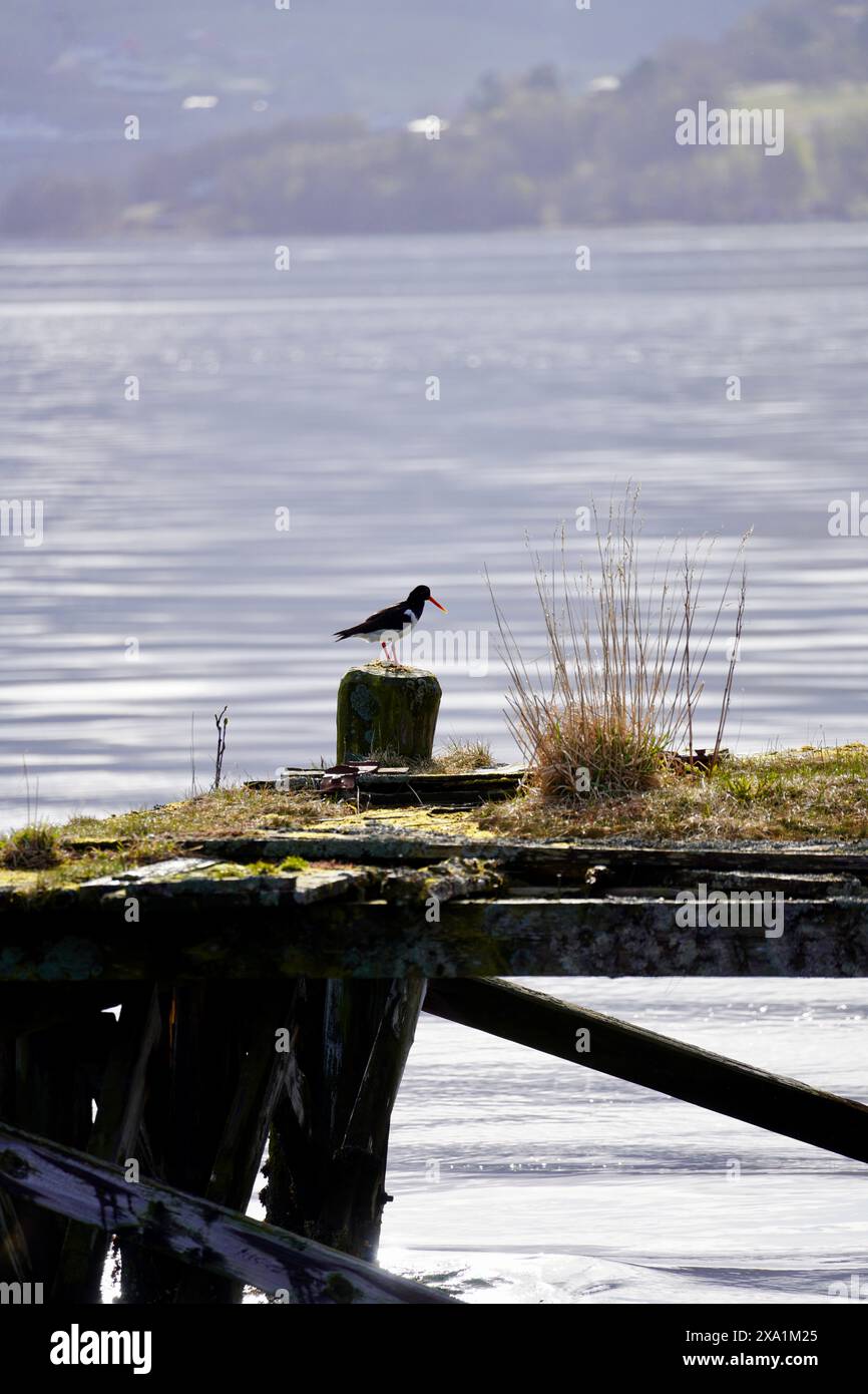Un oystercatcher eurasiatico su una banchina fatiscente alla foce di Batnfjorden, Norvegia. Foto Stock