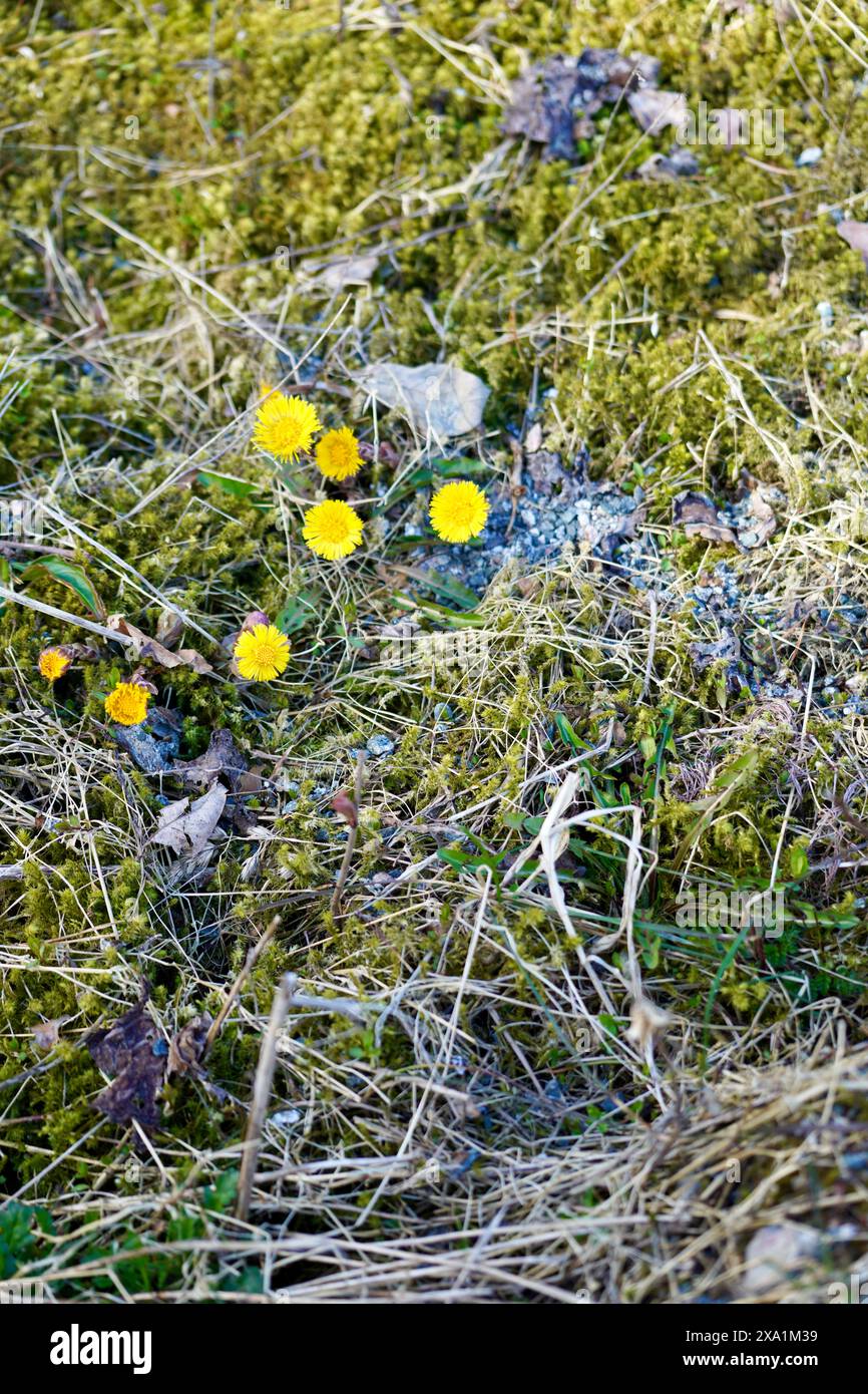 Un piccolo gruppo di fiori di Coltsfoot vicino ad una strada vicino ad Angvik, Norvegia. L'apparenza della fioritura di Coltsfoot annuncia l'arrivo della primavera. Foto Stock