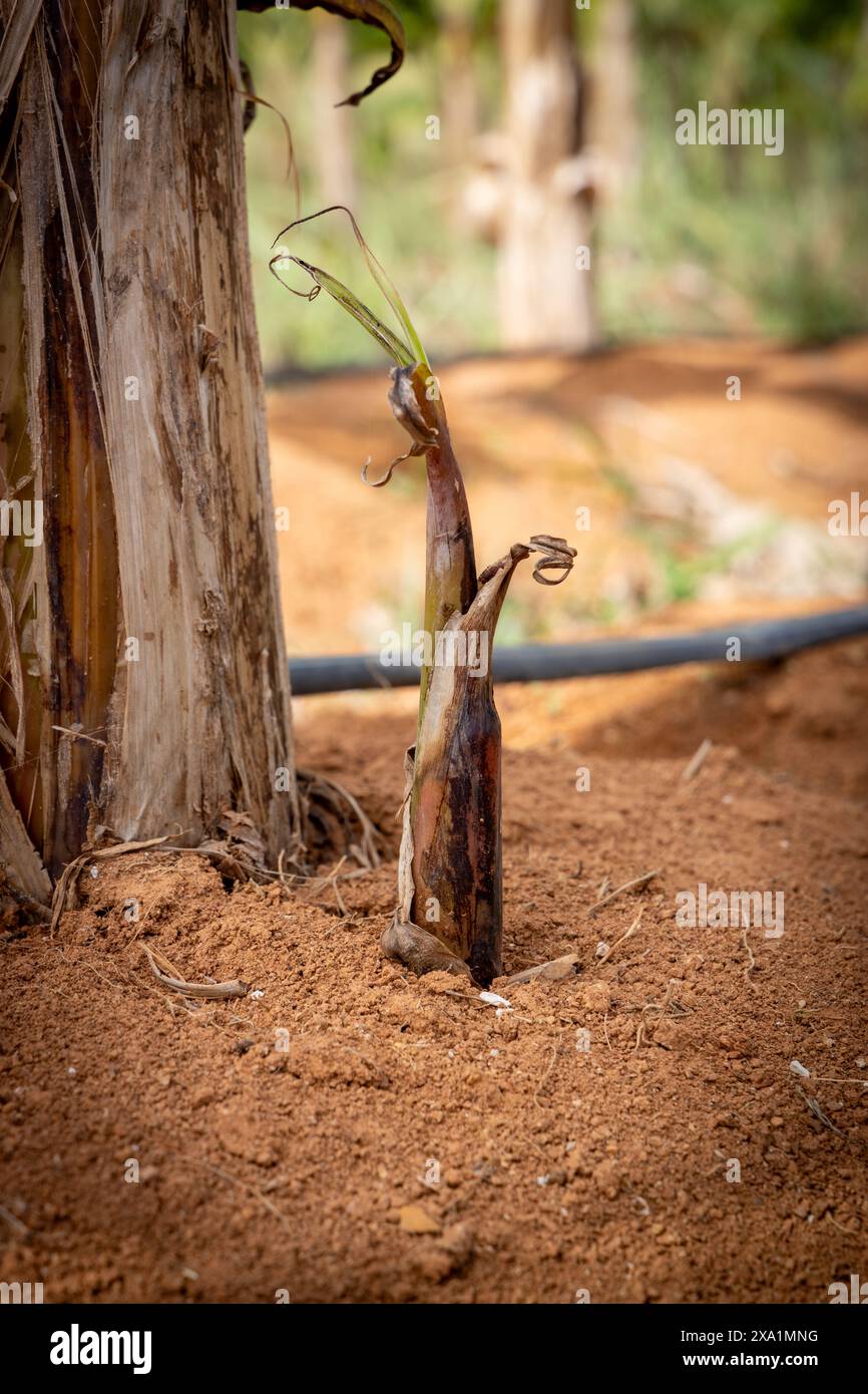 Pianta di banane per bambini su un terreno sporco Foto Stock