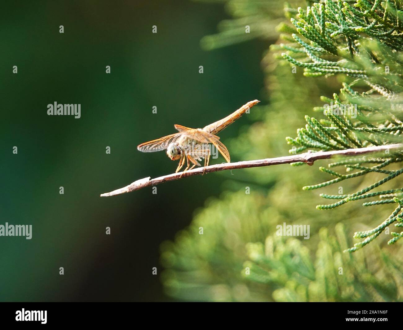 Piccolo insetto che poggia sul ramoscello contro gli alberi Foto Stock