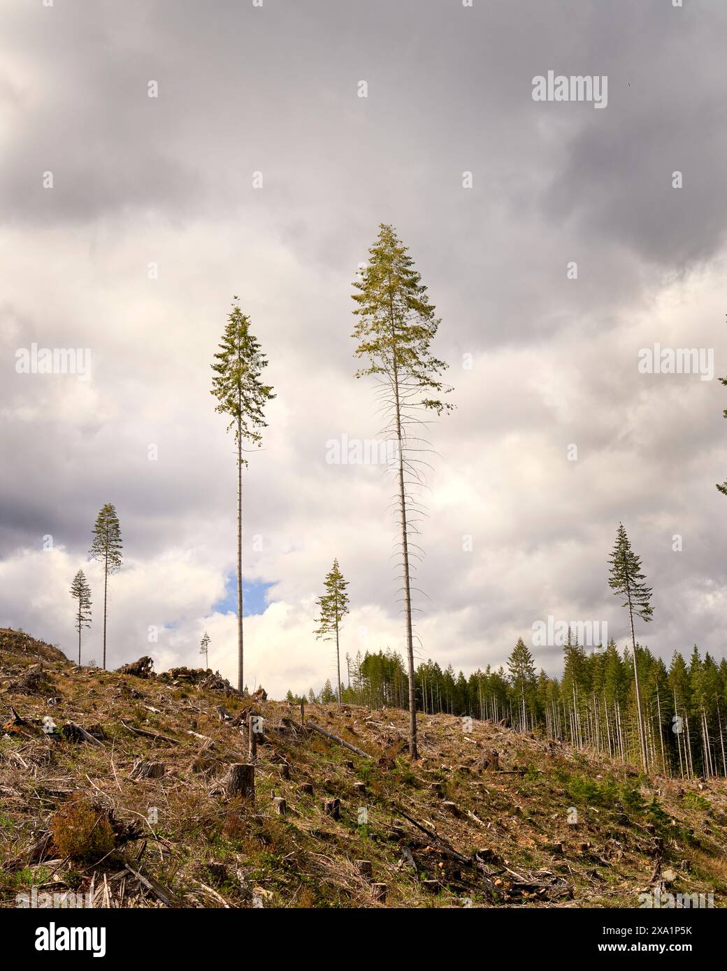 Alti abeti di douglas contro un cielo nuvoloso lasciati in piedi in un'area appena chiusa per fornire semi per la ricrescita. Foto Stock