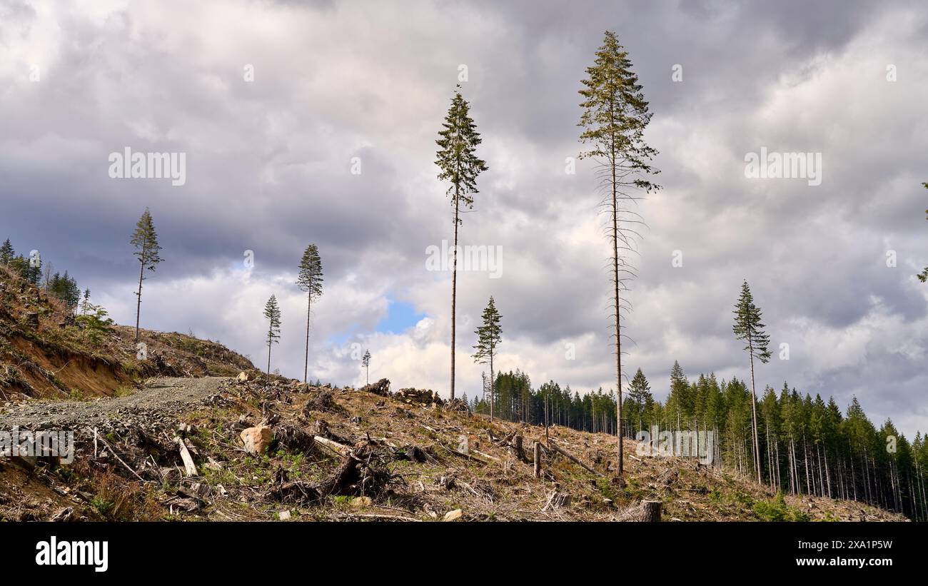 Alti abeti di douglas contro un cielo nuvoloso lasciati in piedi in un'area appena chiusa per fornire semi per la ricrescita. Foto Stock