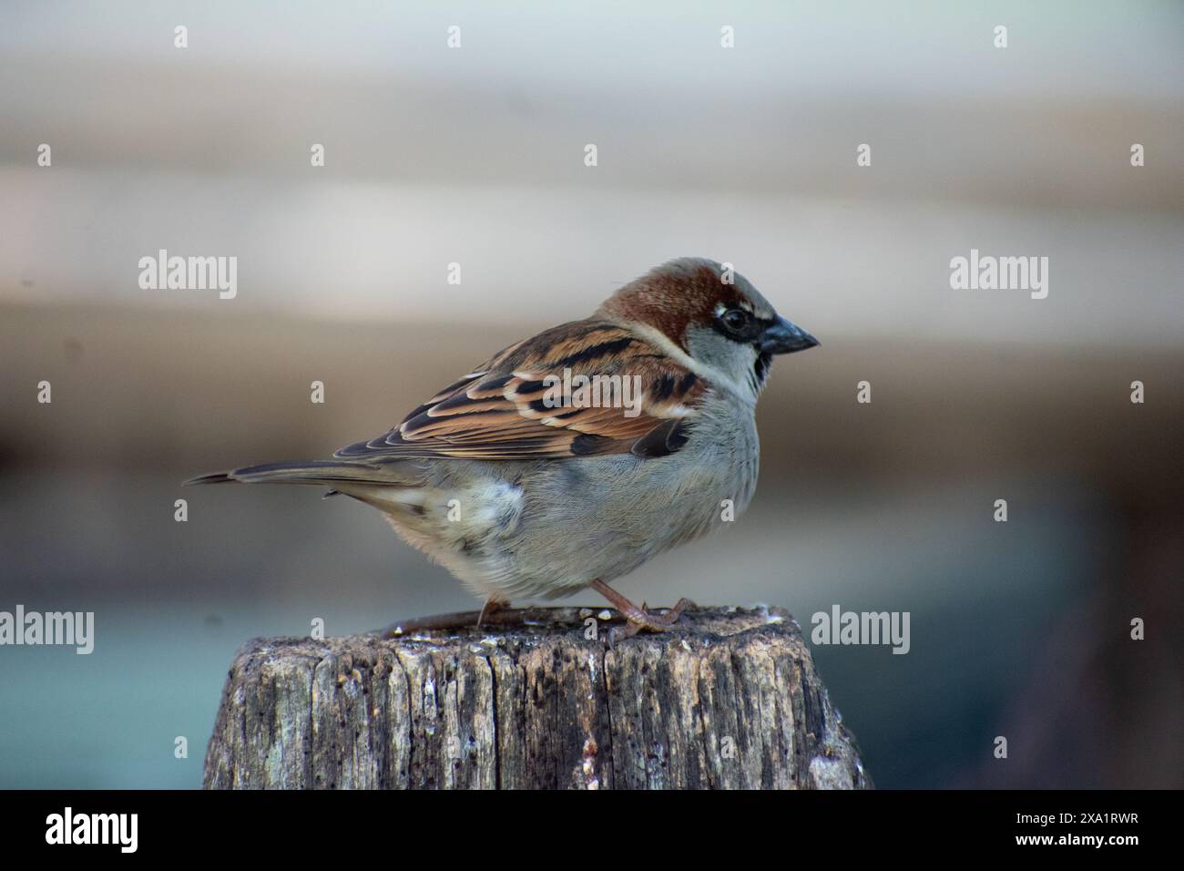 Un piccolo uccello appollaiato su un palo di legno, che guarda in avanti. Foto Stock