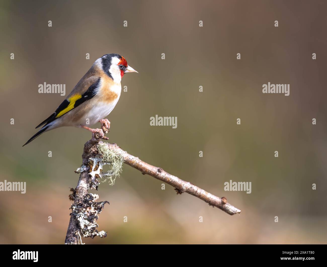 Un finch dorato in Scozia arroccato graziosamente. Foto Stock