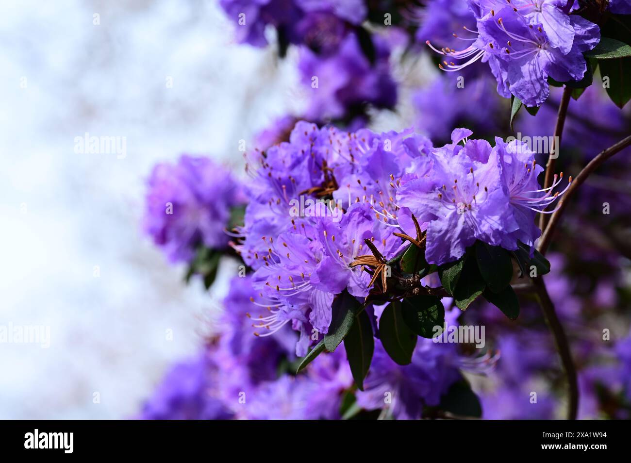 Cespuglio di fiori viola con foglie verdi lussureggianti nella vista frontale Foto Stock