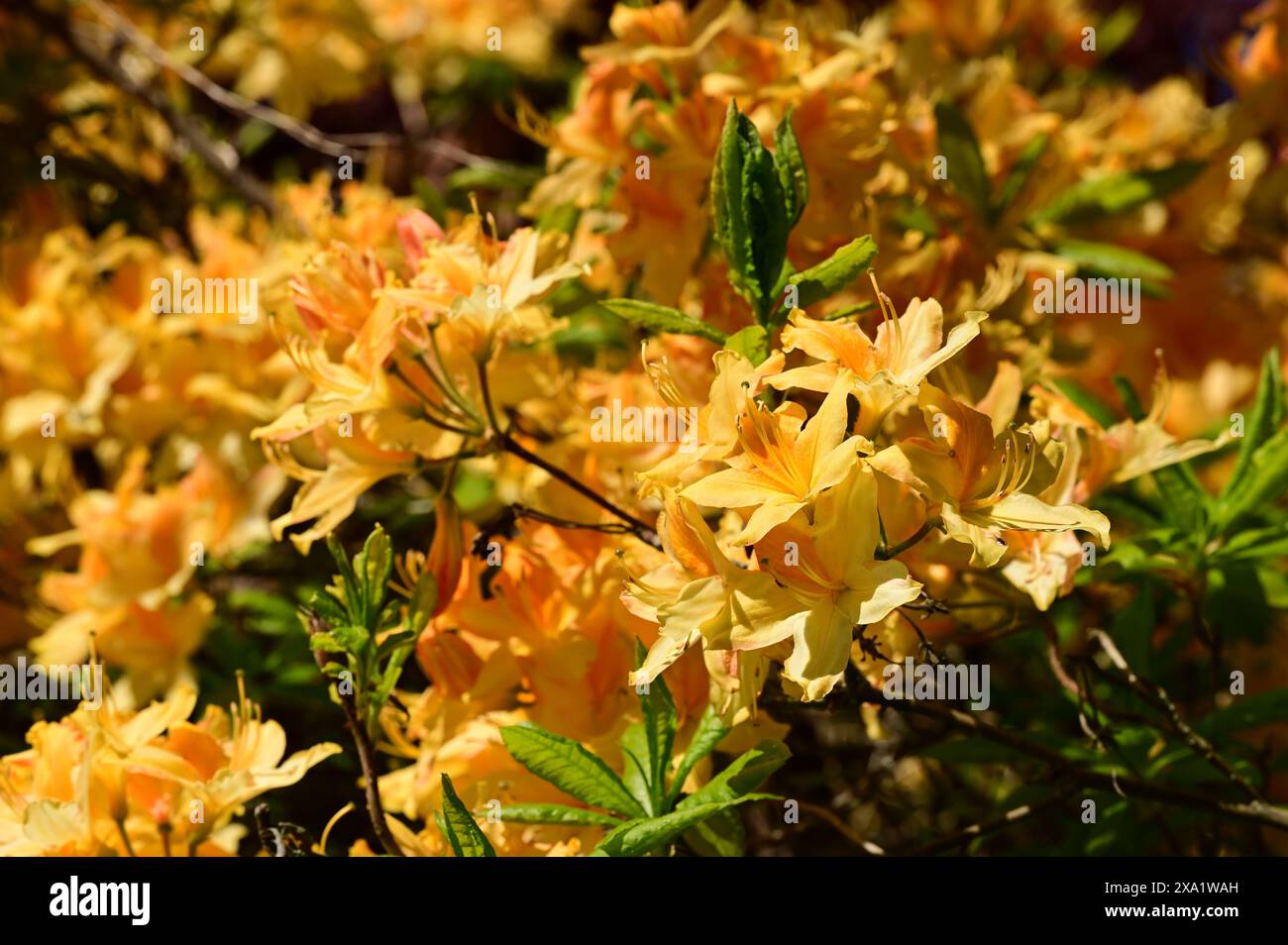 Abbondanza di fiori in un'armoniosa tavolozza di colori Foto Stock