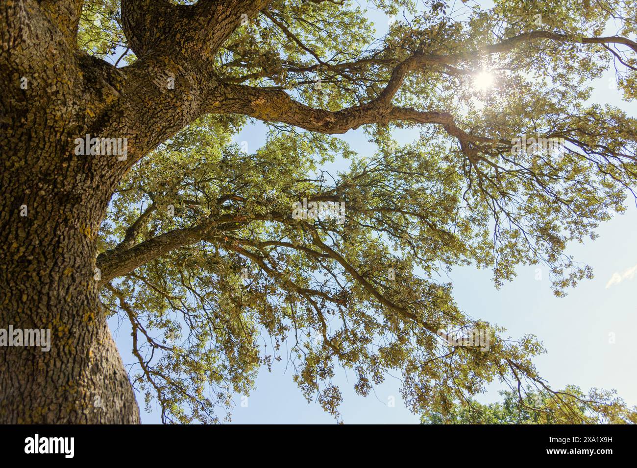 La luce del sole filtra attraverso Quercus ilex, creando un'ombra straordinaria nella luce intensa Foto Stock