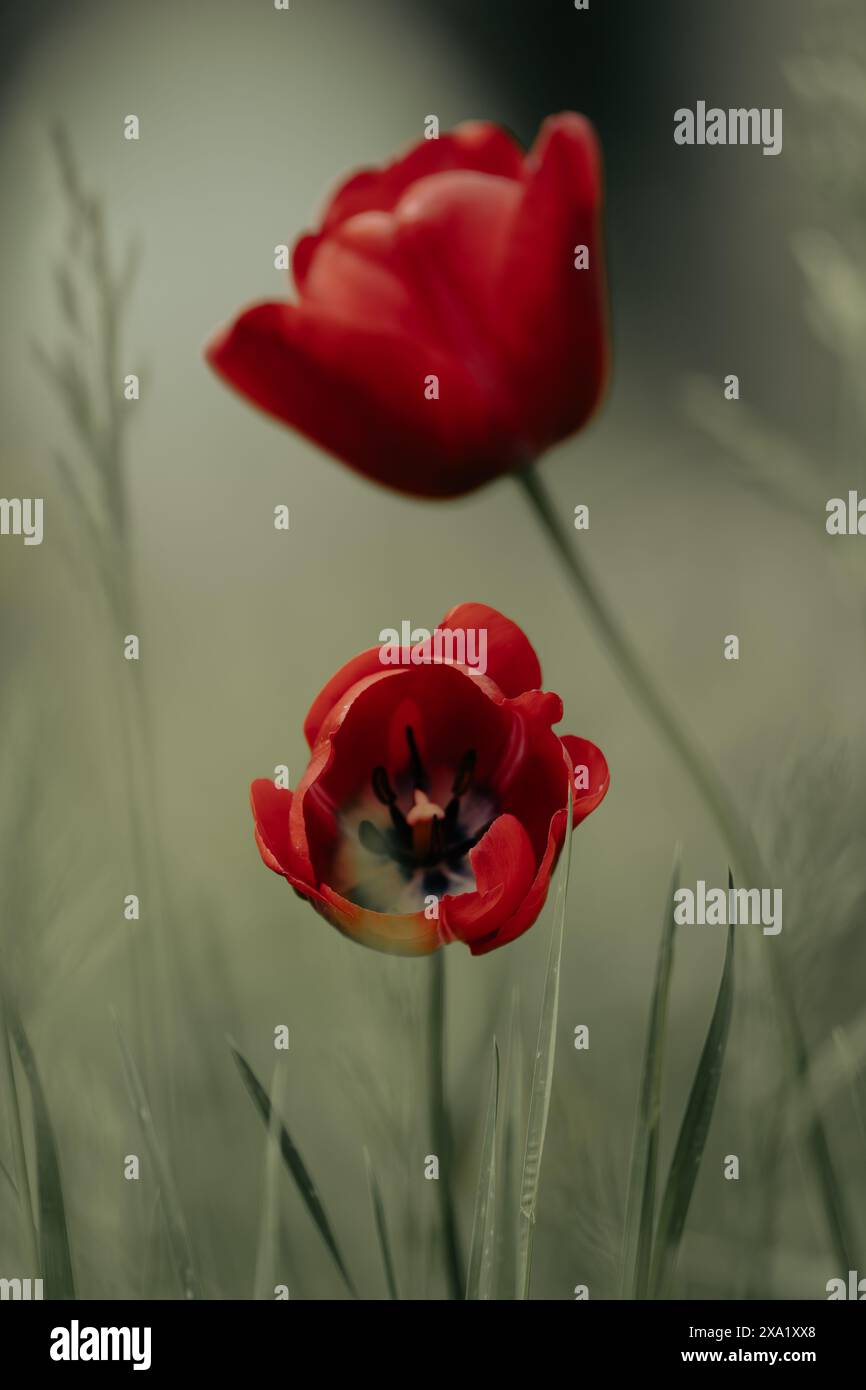 Due tulipani rossi nell'erba con sfondo sfocato, astratto Foto Stock