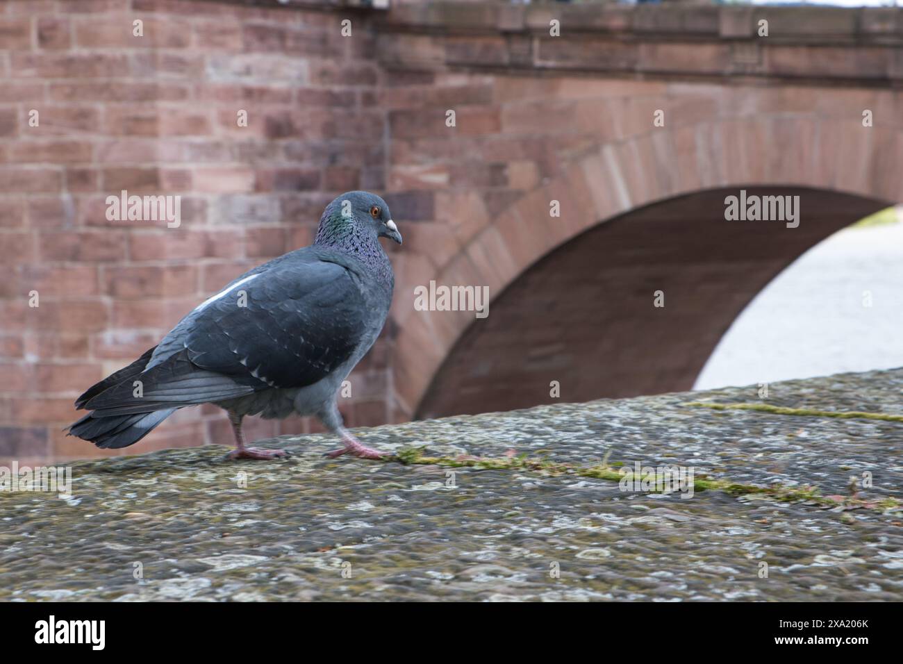 Piccione arroccato su cemento con ponte sullo sfondo Foto Stock