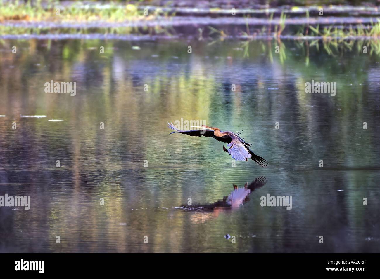 Un darter orientale che vola sopra un lago a Thattekad, Kerala, India Foto Stock