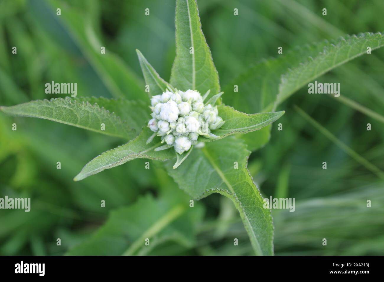 Fiori selvatici di quinino al Miami Woods a Morton Grove, Illinois Foto Stock